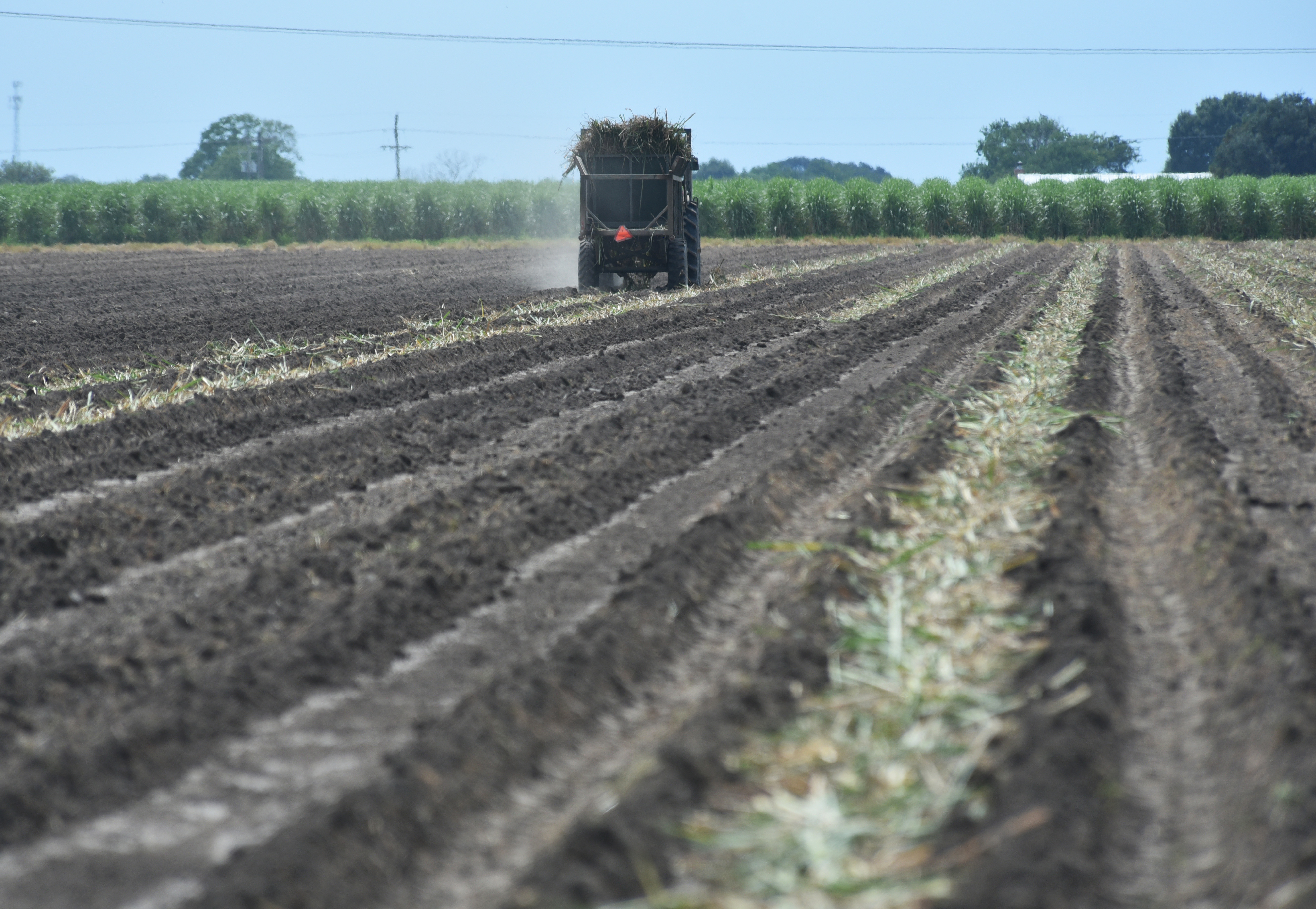 Sugarcane planting off to successful start 